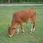 Cattle Look to Tuesday Following Monday Rally