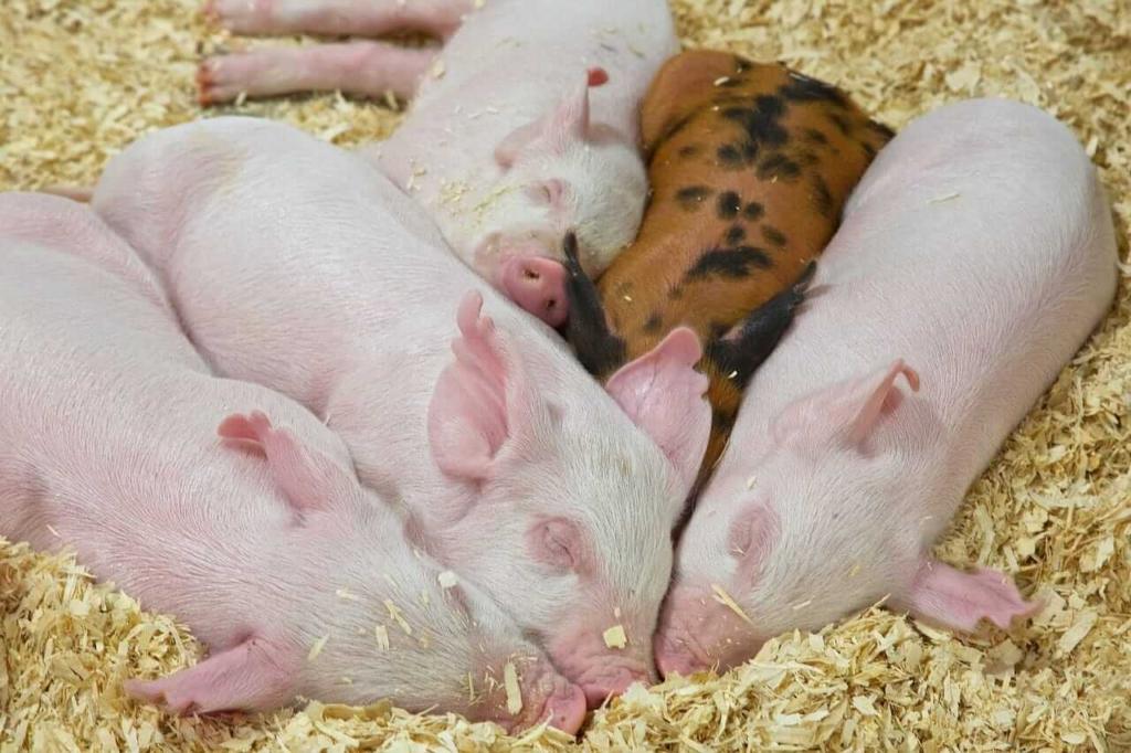 Hogs Look to Round Out the Week