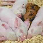 Hogs Look to Round Out the Week