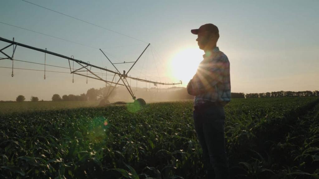 farmer watches cornfield as sprinklers irrigate water